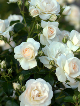 Róża wielkokwiatowa Sirius biała balot