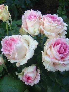 Róża wielkokwiatowa Souvenir de Baden-Baden kremowo-różowa balot