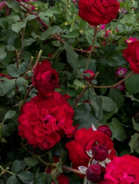 Róża wielkokwiatowa Stortebeker czerwona balot