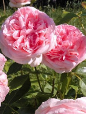 Róża wielkokwiatowa Voyage różowa balot