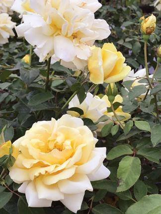 Róża wielkokwiatowa Winter Sun kremowo-żółta pojemnik