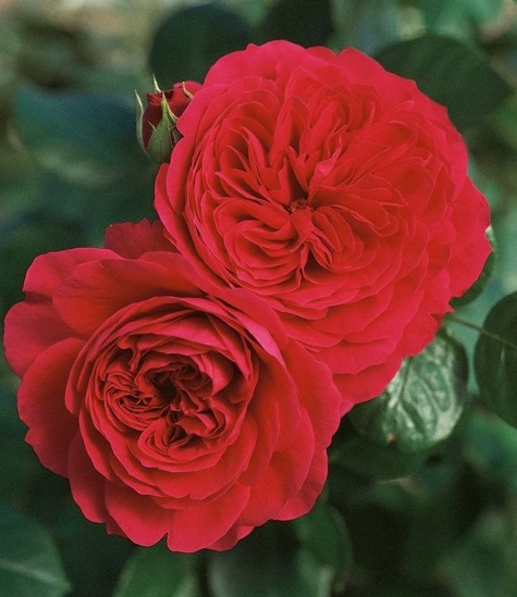 Róża wielkokwiatowa czerwona gęsty kwiat w balocie