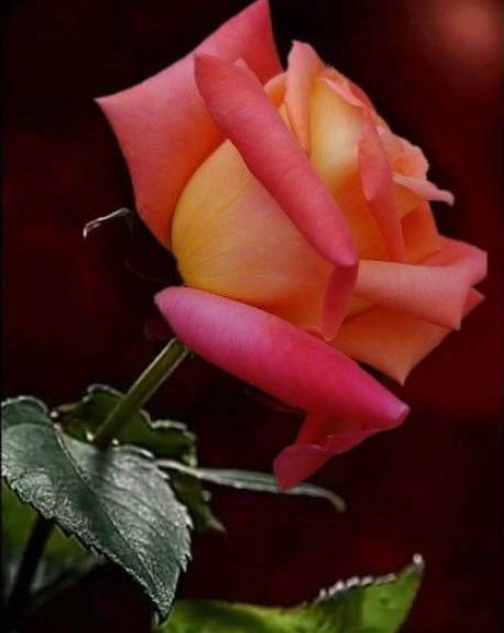Róża wielkokwiatowa dwubarwna Malinowo-żółta typu Kronenburg