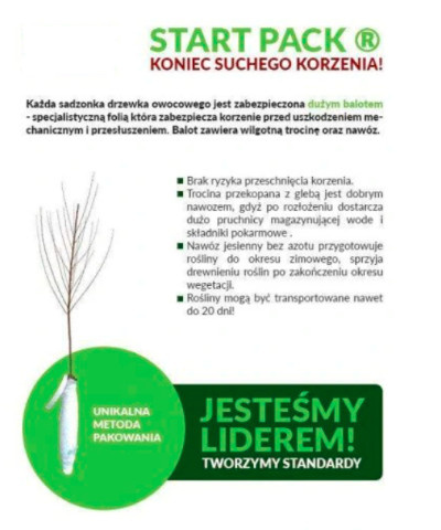 Róża wielkokwiatowa łososiowa w balocie