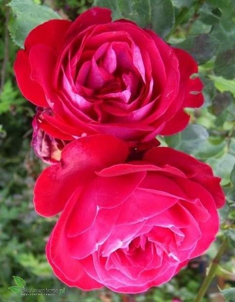Róża wielkokwiatowa różowa