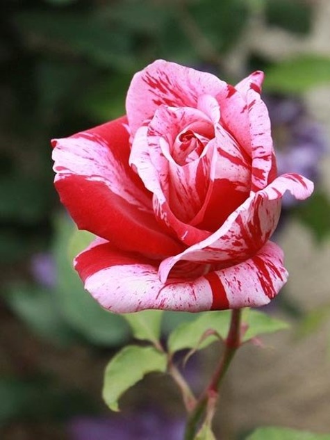 Róża wielkokwiatowa typu Pape Geno w balocie