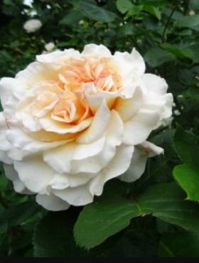 Róża wielokwiatowa Comtessa kremowa balot