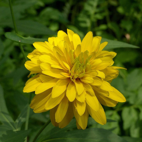 Rudbekia naga Goldquelle (P9)