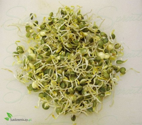 Soczewica zielona nasiona na kiełki 1g