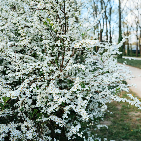 Tawuła van Houtte'a obsypana bielą