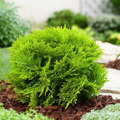 Thuja Tuja Żywotnik zachodni Miriam
