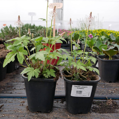 Tiarella Jeepers Creepers (P9)