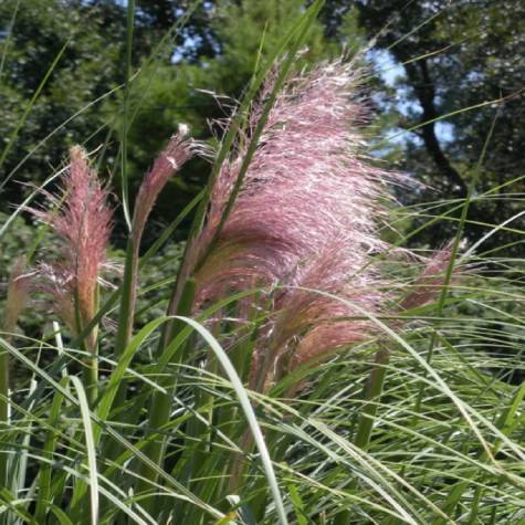 Trawa pampasowa Pink Feather