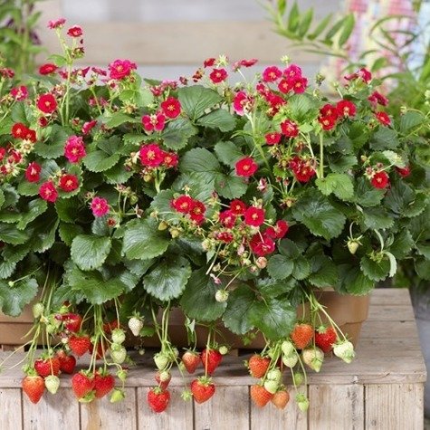 Truskawka powtarzająca owocowanie Ariba Red czerwone kwiaty