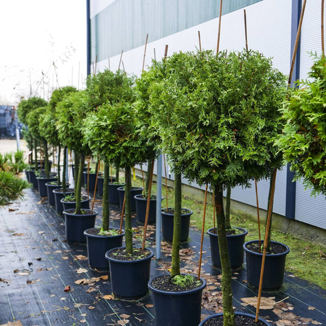 Tuja Thuja Kula na pniu  