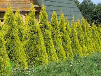 Tuja Thuja plicata Gold ZŁOTA