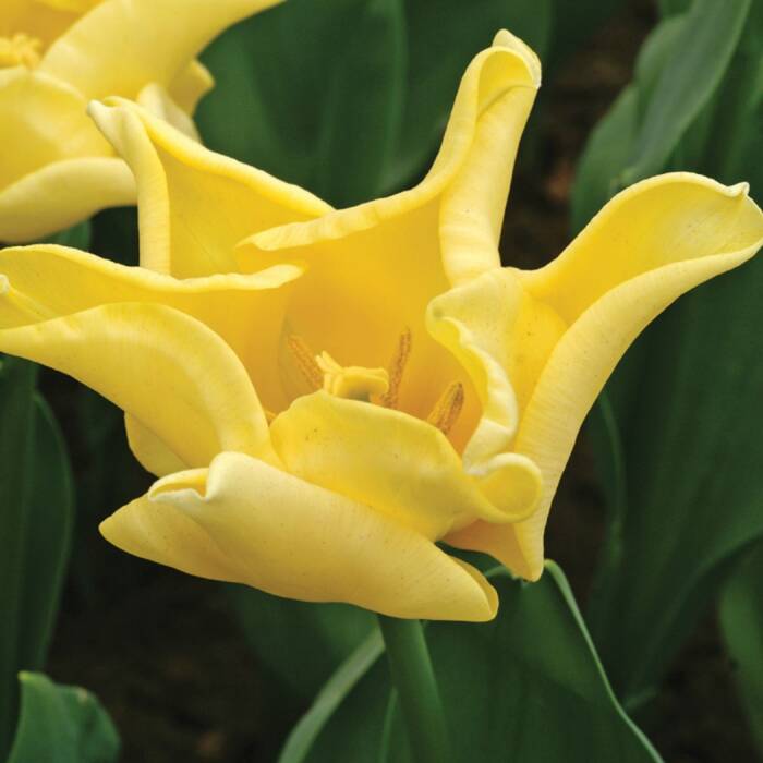 Tulipan Ekskluzywny Yellow Crown