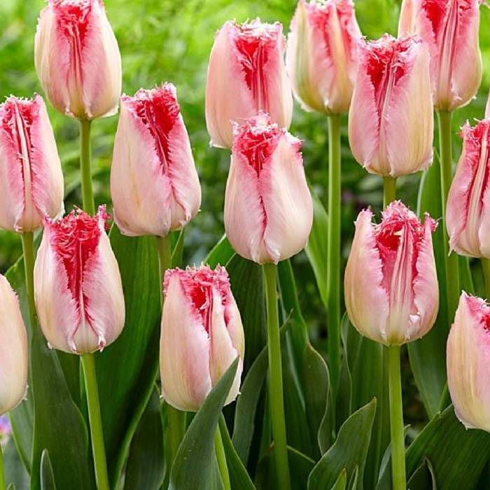 Tulipan Strzępiasty Sweet Paradise 