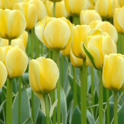 Tulipan Triumph Jaap Groot 