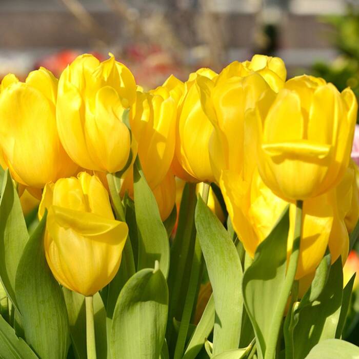 Tulipan Triumph Strong Gold