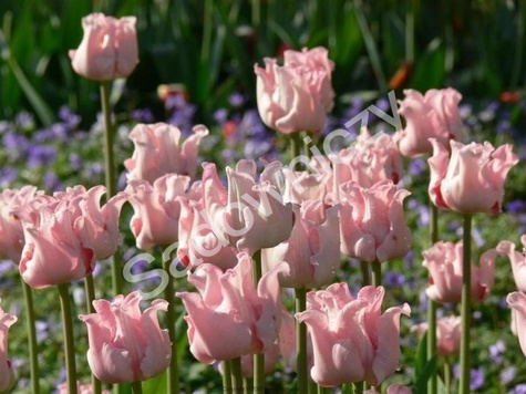 Tulipan Triumph Witty Picture