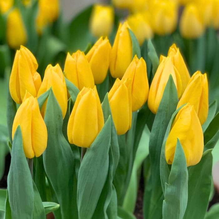 Tulipan Triumph Yellow 