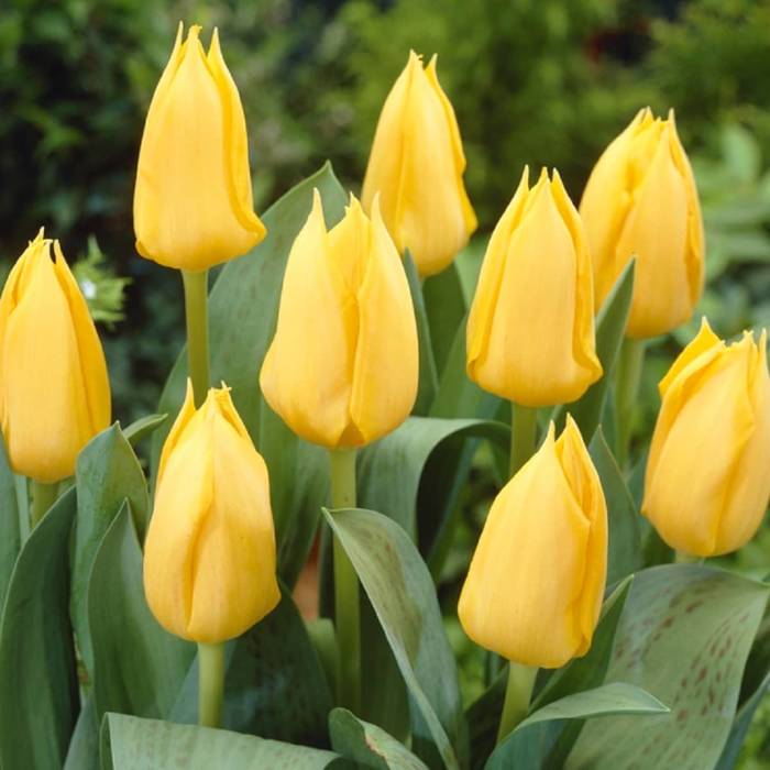 Tulipan Triumph Yellow Flight