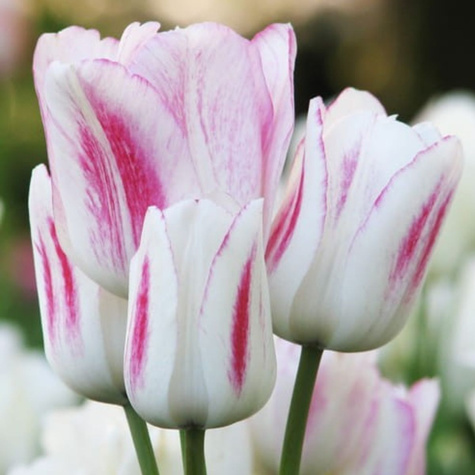 Tulipan Wielokwiatowy Candy Club