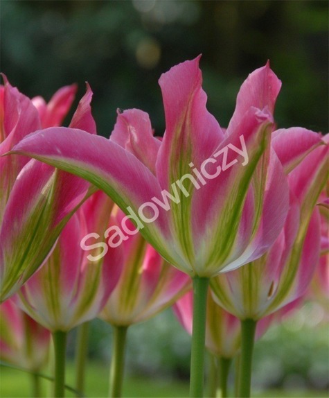 Tulipan Zielonokwiatowy Virichic