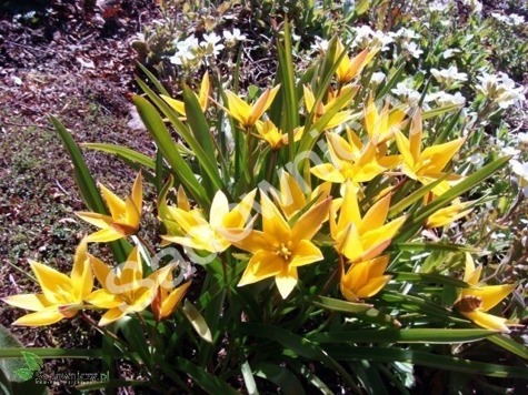 Tulipan botaniczny Urumiensis