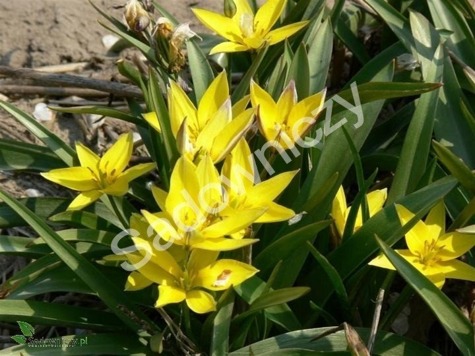 Tulipan botaniczny Urumiensis - złoto-żółty 
