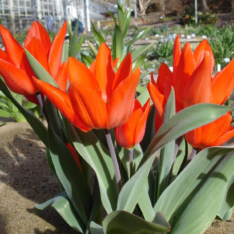 Tulipan botaniczny Van Tubergen's Variety