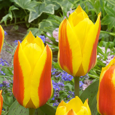 Tulipan niski First Love