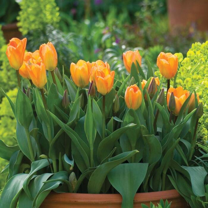 Tulipan niski fostera Orange Emperor