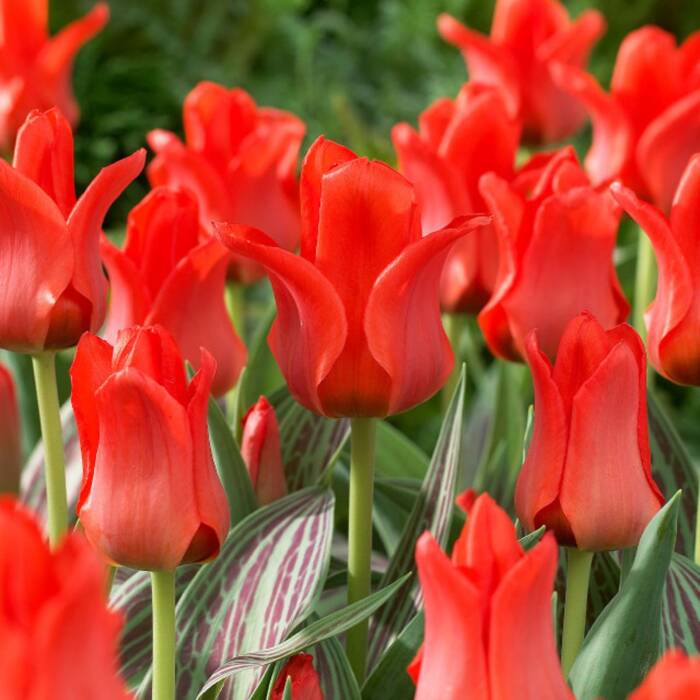 Tulipan niski greiga Red Riding Hood 