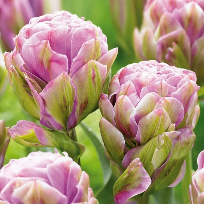 Tulipan pełny wczesny Violet Prana