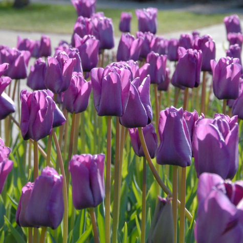 Tulipan pojedynczy późny Blue Aimable