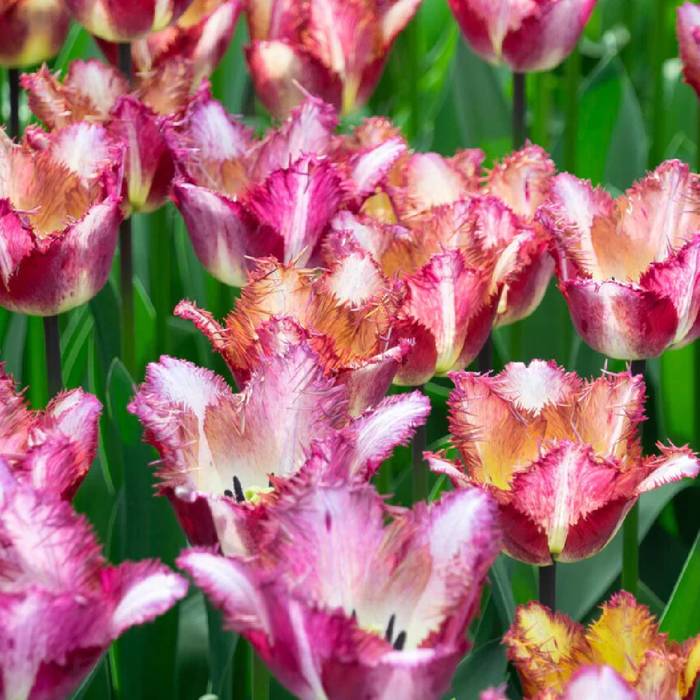 Tulipan pojedynczy późny Pink Diamond