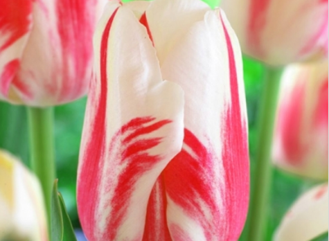 Tulipan pojedynczy późny Sorbet