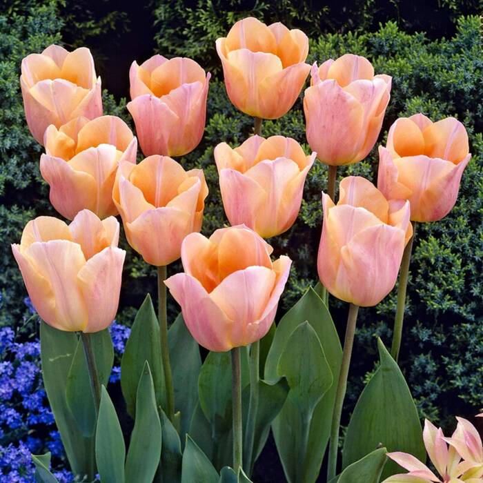 Tulipan pojedynczy wczesny Apricot Beauty