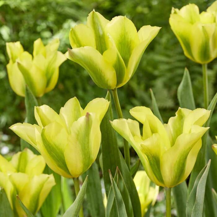 Tulipan zielonokwiatowy Formosa
