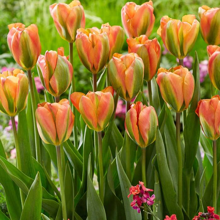 Tulipan zielonokwiatowy Orange Marmelade