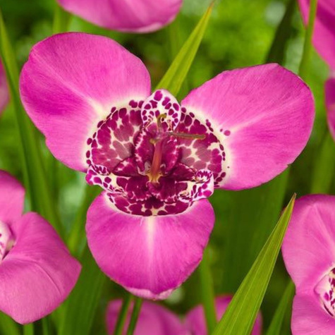Tygrysówka Pawia Lilacea różowa