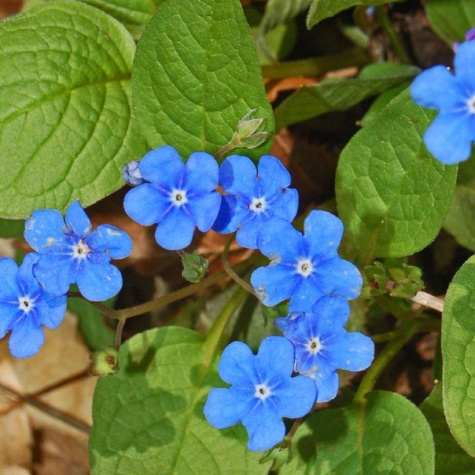 Ułudka wiosenna Omphalodes verna (P9)