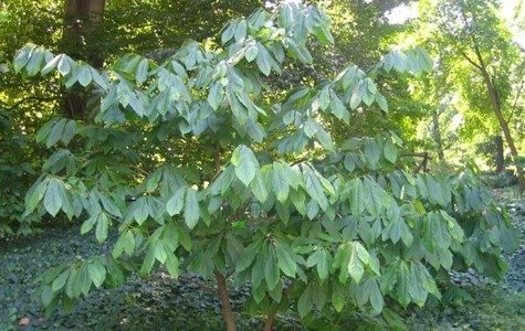 Urodlin Trójłatkowy Drzewko Bananowe 