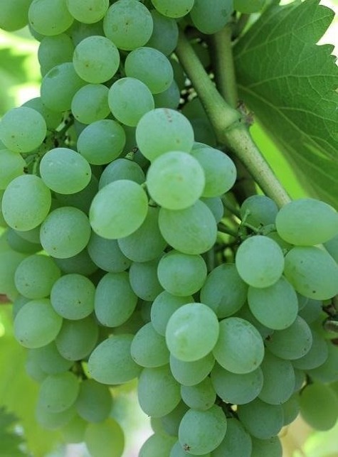 Winorośl winogrona A-1004 bezpestkowa