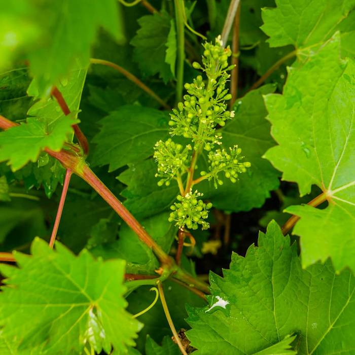 Winorośl winogrona Agat Doński