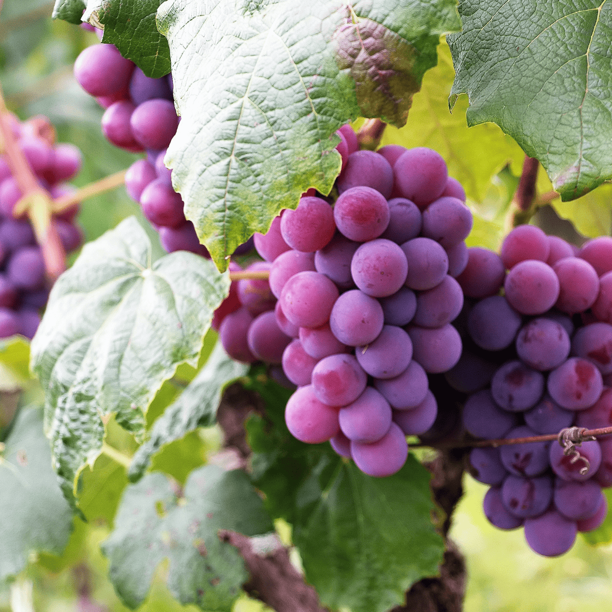 Winorośl winogrona Canadice bezpestkowa
