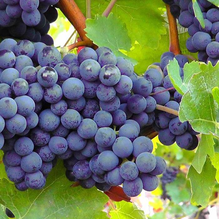 Winorośl winogrona Cascade