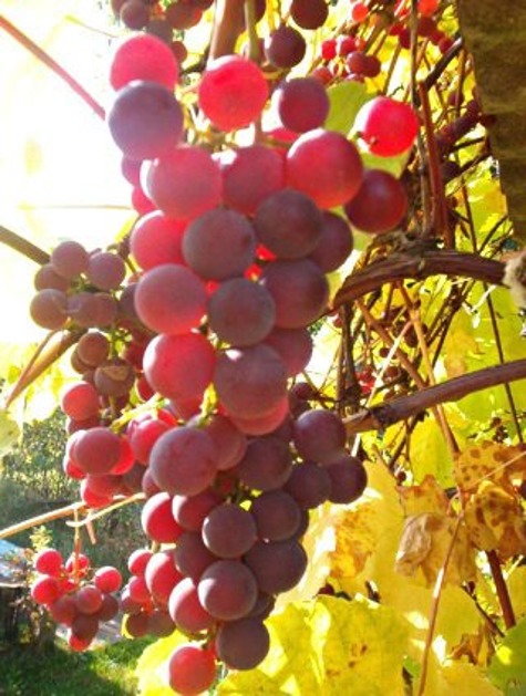 Winorośl winogrona Izabella